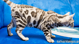 rosetted Bengal Silber